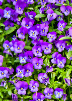 pansies with stickbug-1